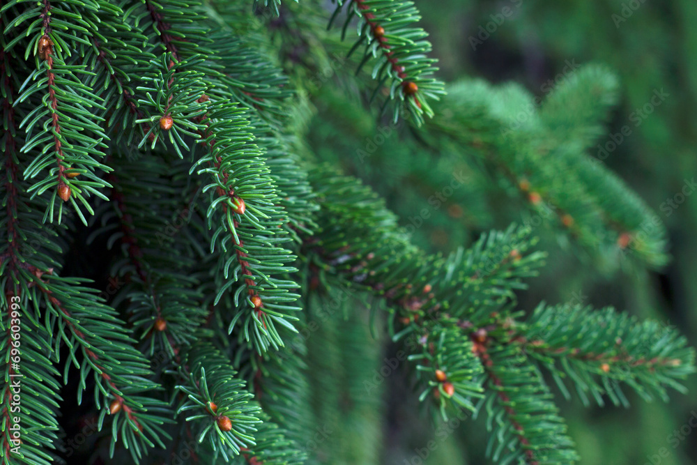 aromatic green branches of a fur tree with close up for christmas holidays