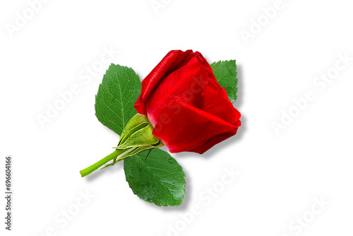 beautiful red rose flower for valentines day,love,religion,holiday,nature,spring,festival,weeding related concept,cutout transparent background,png format