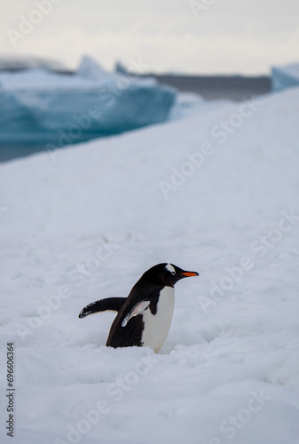 Gentoo Penguin heading back to it's Nest