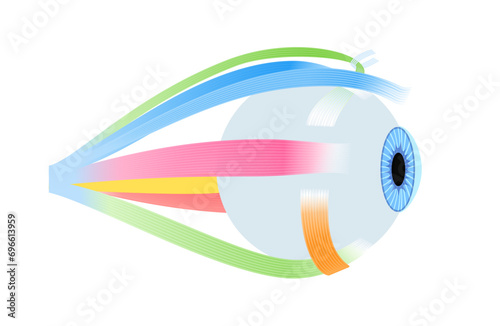 Extraocular muscles anatomy