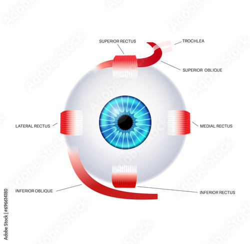 Extraocular muscles anatomy