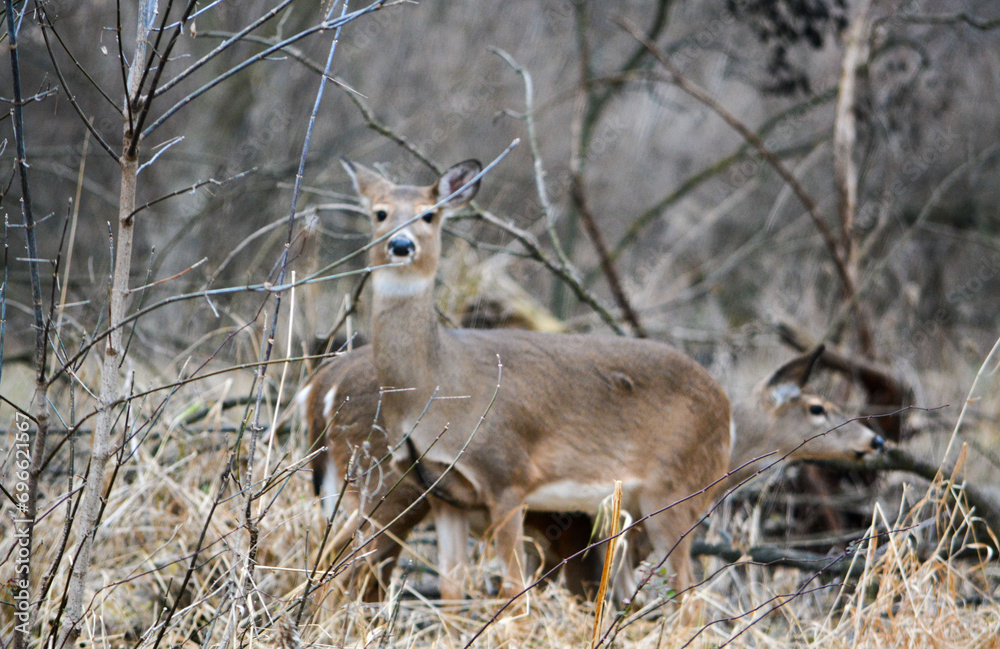 December Deer in Fowlerville, MI.