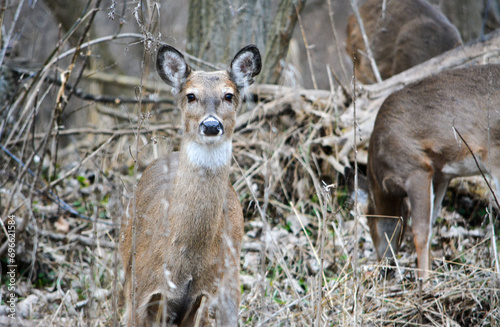 Obraz na płótnie December Deer in Fowlerville, MI. w salonie