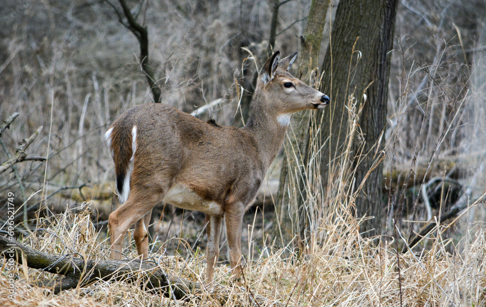 December Deer in Fowlerville, MI.
