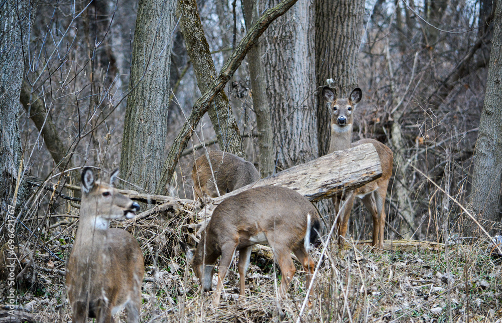 December Deer in Fowlerville, MI.