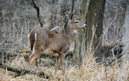 Obraz na płótnie December Deer in Fowlerville, MI. w salonie