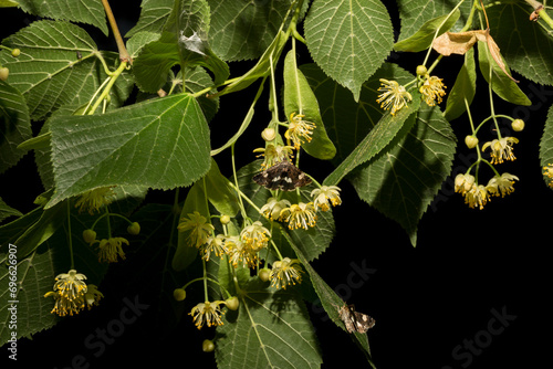 A sprig of linden tree. Spring flowering of a medicinal plant. Tyta luctuosa is a noctuid (owlet) moth. Four-spotted moth and field bindweed moth. photo