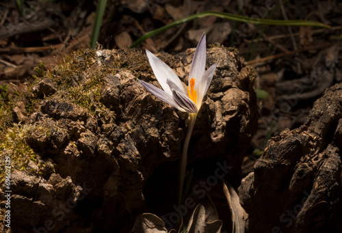 Crocus biflorus, (silvery; scotch). Spring primrose. photo