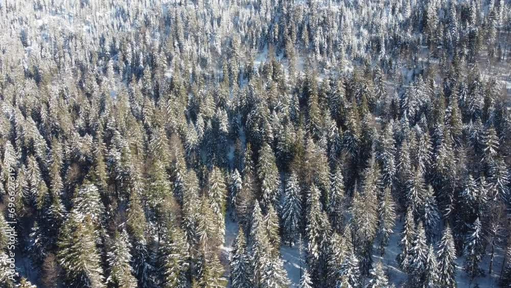 4K Flyby over winter coniferous forest in France 4K Flyby over winter coniferous forest in France