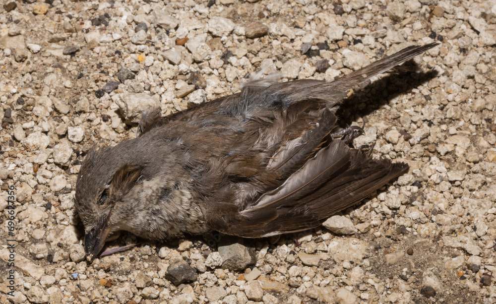 Fototapeta premium The red-backed shrike (Lanius collurio) is a carnivorous passerine bird and member of the shrike Laniidae. Juvenile bird - female. Dead bird. Road wars - death of a Shrike. Death from the car.