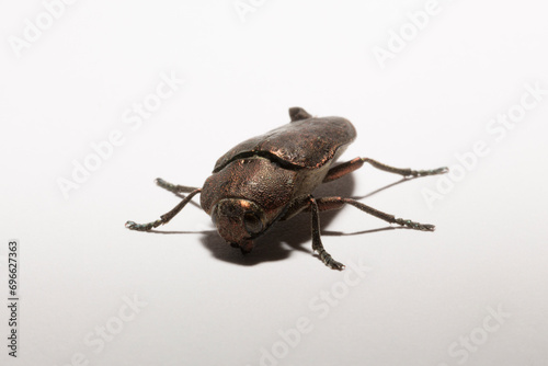 Perotis lugubris is a genus of beetles in the family Buprestidae.The insect is a parasite. photo