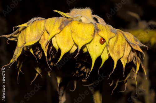 Helianthus, sunflower close-up. Ripe agricultural crop, before harvesting.
