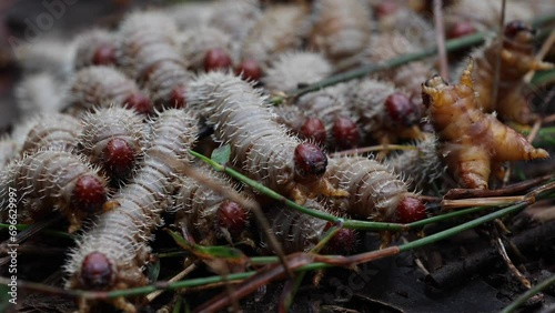 Swarm of spitfire larvae moving, closeup of heads. photo