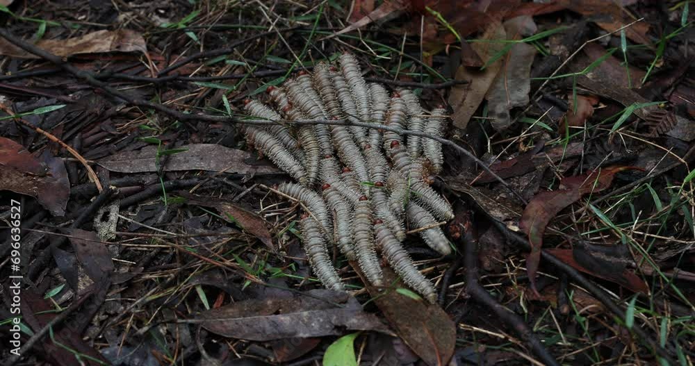 Swarm of sawfly larvae moving away, on the ground flicking their tails. Swarm of sawfly larvae moving away, on the ground flicking their tails.