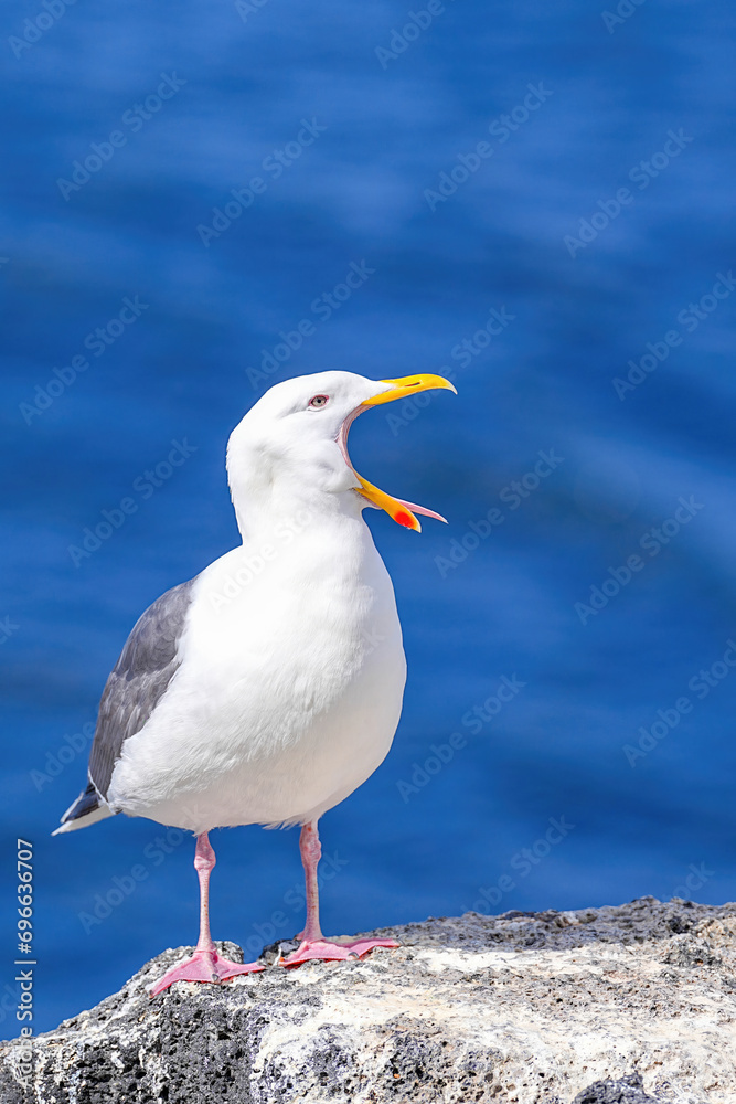 Obraz premium セグロカモメ