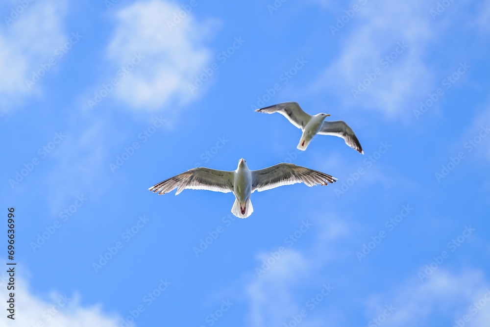 Obraz premium セグロカモメ