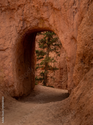 Pine Tree Through Tunnel In The Hoodoos