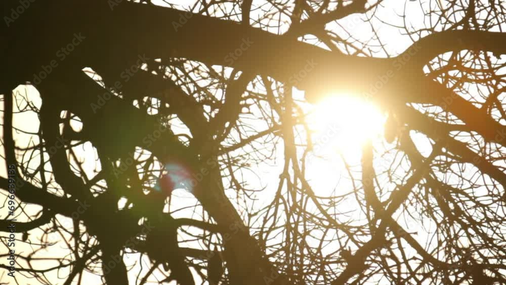 Sun peaking through tree branches - close up