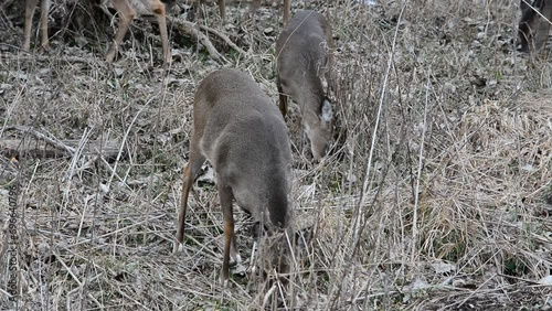 December Deer in Fowlerville, Michigan photo