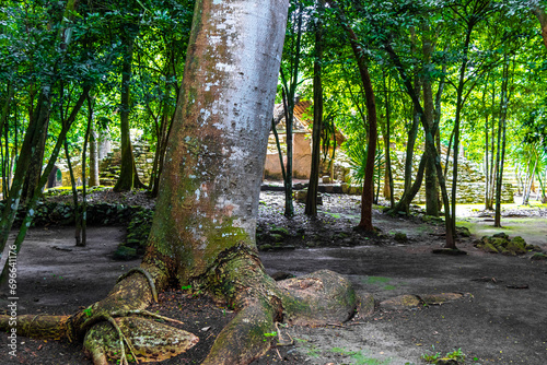 Fototapeta Naklejka Na Ścianę i Meble -  Giant tropical trees in the jungle rainforest Coba Ruins Mexico.