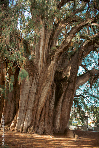 Impressive ancient tule tree in Oaxaca, Mexico.