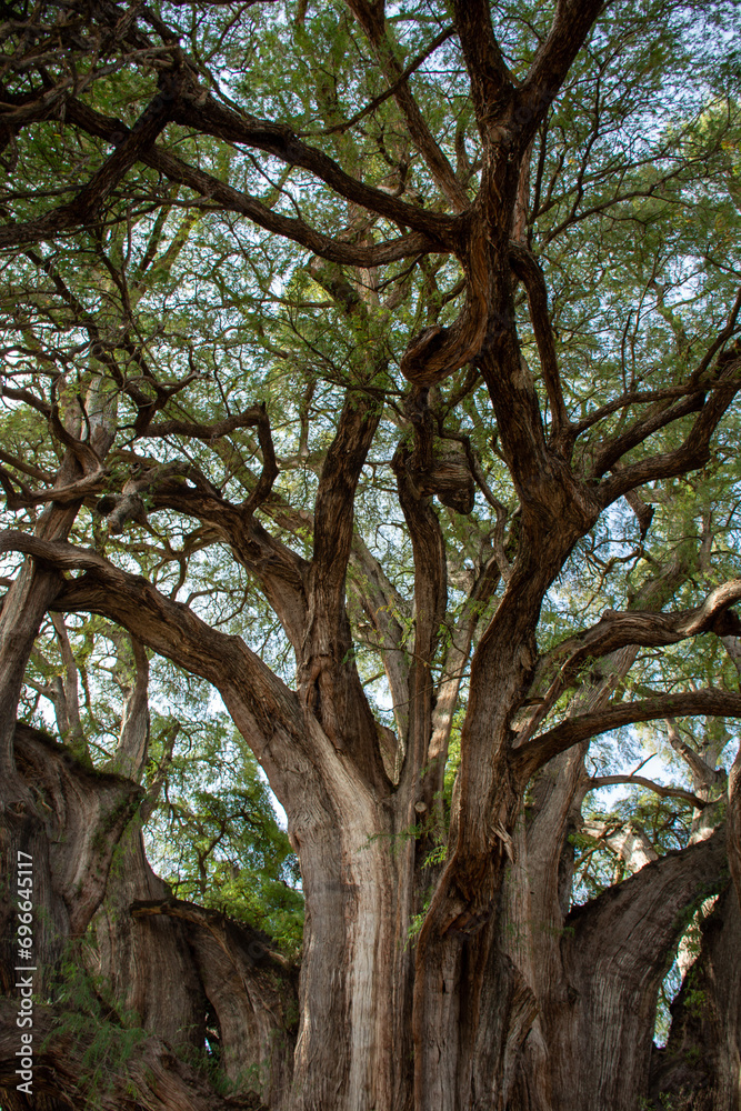 Impressive ancient tule tree in Oaxaca, Mexico.