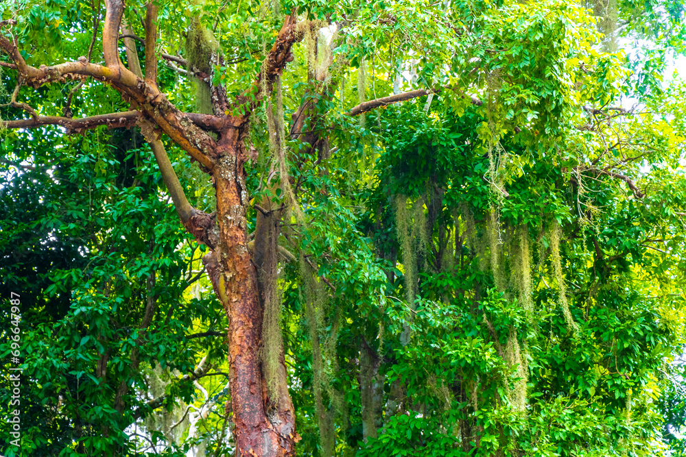 Fototapeta premium Giant tropical trees in the jungle rainforest Coba Ruins Mexico.