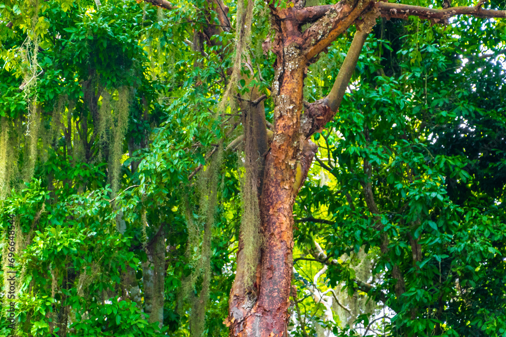 Obraz premium Giant tropical trees in the jungle rainforest Coba Ruins Mexico.