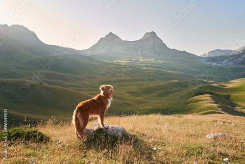 A Duck Tolling Retriever dog stands in a sunlit meadow, adventure calls. Majestic mountains and twilight hues backdrop this eager explorer photo