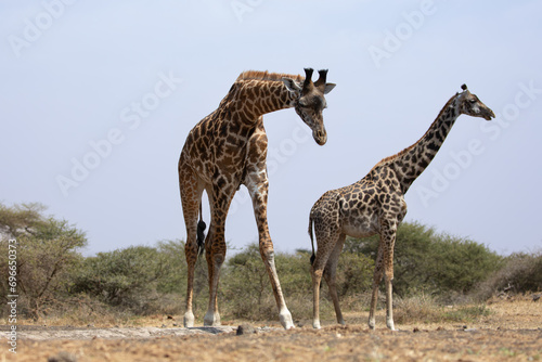 Giraffes  Giraffa camelopardalis peralta  - Kenya.
