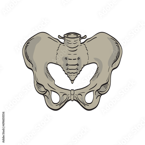 Medical illustration drawing of the sacroiliac joints linking the pelvis or ilium and lower spine or sacrum viewed from the front cross section on isolated background.
 photo