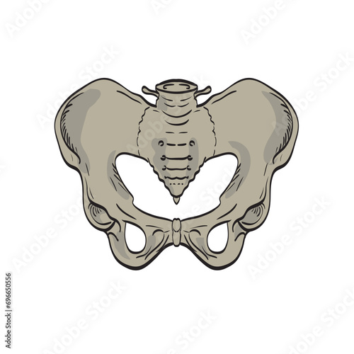 Medical illustration drawing of the sacroiliac joints linking the pelvis or ilium and lower spine or sacrum viewed from the front cross section on isolated background.
