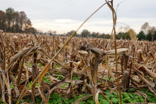 Close-up of brown cut down corn stalks after harvest