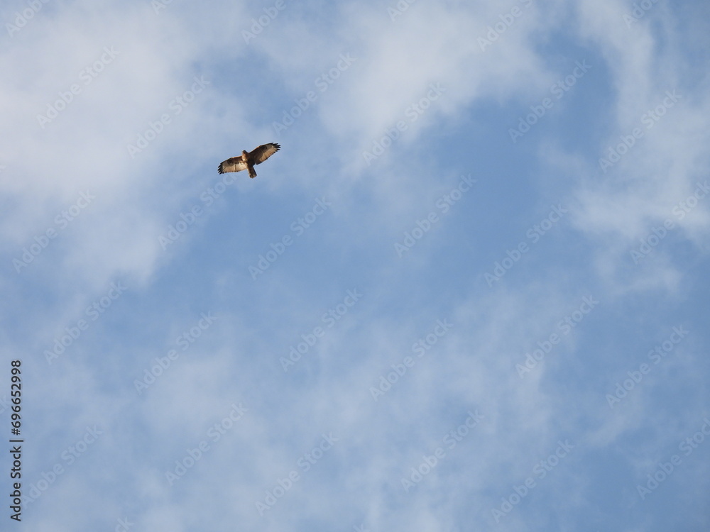 Eastern Buzzard flying in the sky Eastern Buzzard flying in the sky