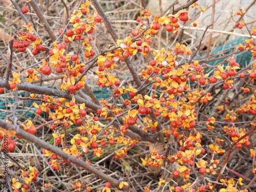 red, yellow, and the Oriental bittersweet