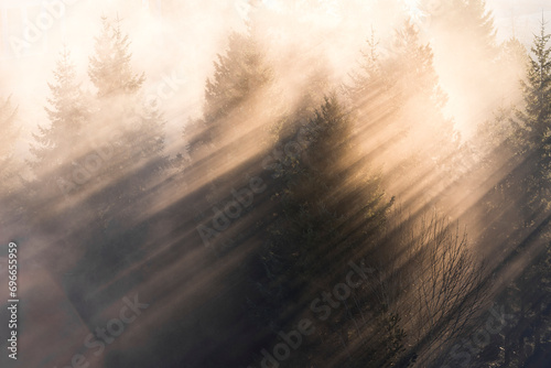 Photos sun rays in the forest
