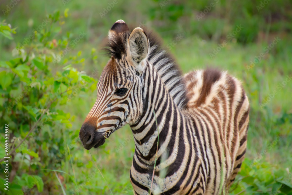 Nice specimen of zebra taken in a large zoological garden Nice specimen of zebra taken in a large zoological garden
