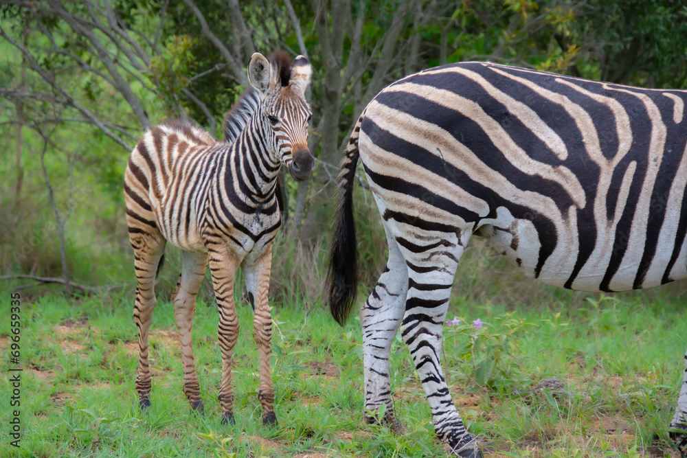 Nice specimen of zebra taken in a large zoological garden Nice specimen of zebra taken in a large zoological garden