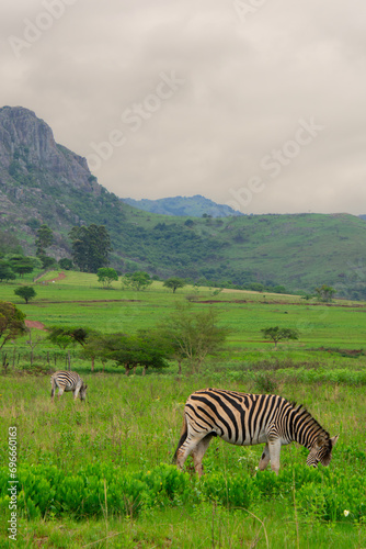 Nice specimen of zebra taken in a large zoological garden