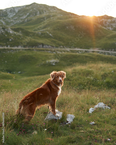 A Duck Tolling Retriever dog stands in a sunlit meadow, adventure calls. Majestic mountains and twilight hues backdrop this eager explorer