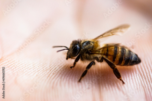 Bee in the palm