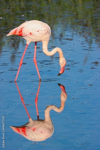 La Camargue  Marseilles  France