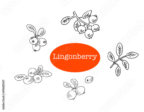 lingonberry Hand drawn Sketch of forest berry. Vector illustration outline isolated. Set of sketch berry - cowberry on white background. 