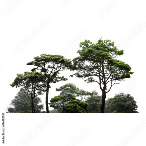 Beautiful Tree isolated on transparent background