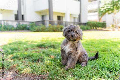 puppy sitting in the grass at the park