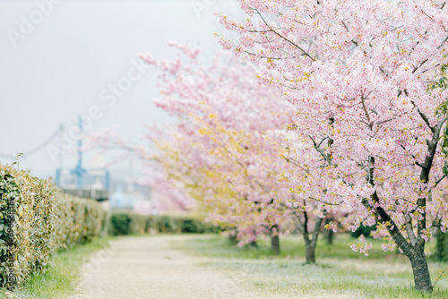 	川沿いに咲く桜並木