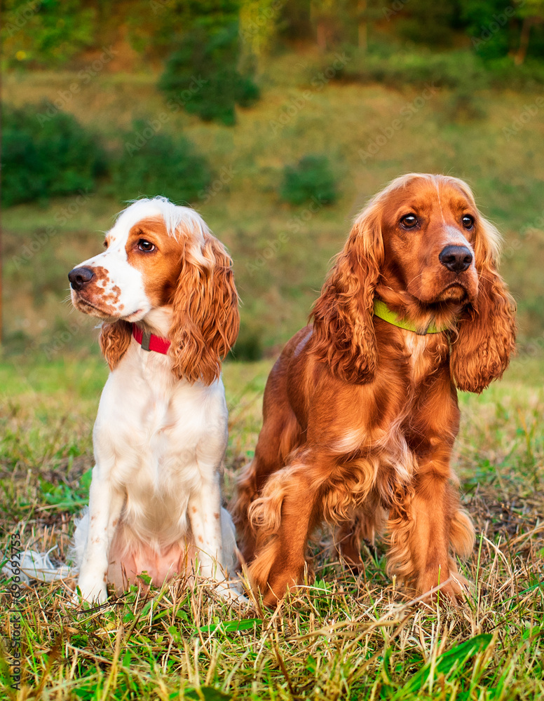 Two English cocker spaniel dogs are sitting on the lawn. Dogs are 10 months old. They are a hunting breed. The photo is vertical and blurry