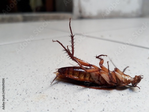 A dead cockroach lying upside down, copy space © Gambar Uncu