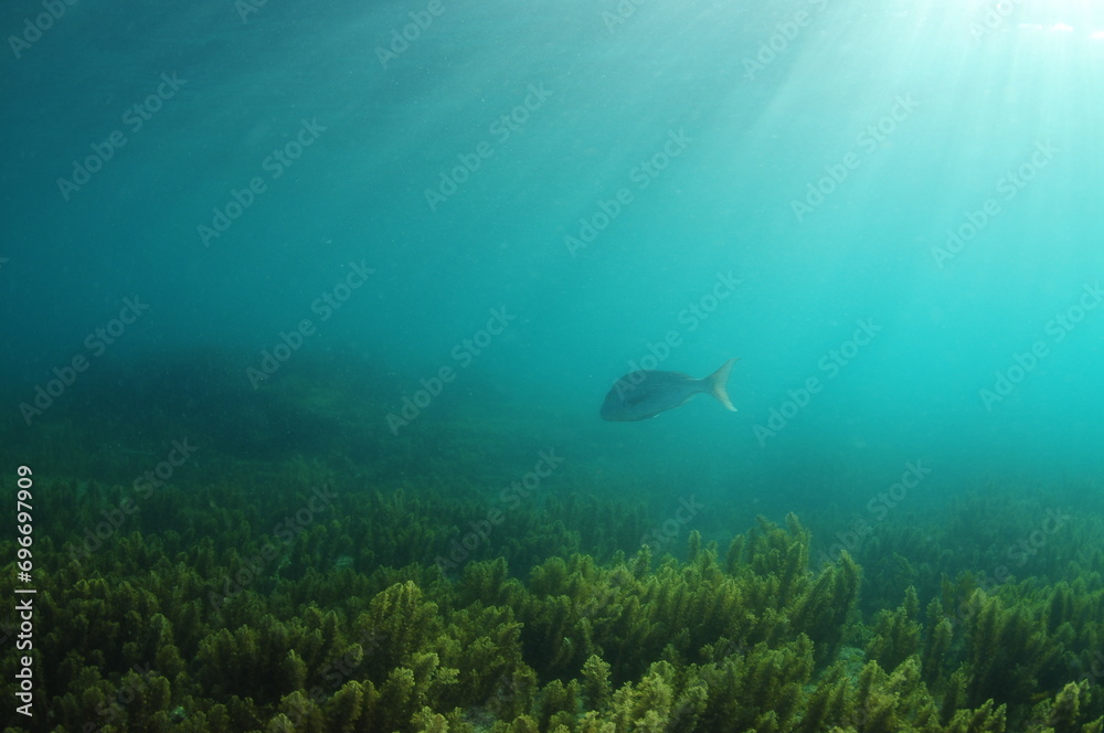 Fototapeta premium Lone Australasian snapper Pagrus auratus swimming over fields of short brown seaweeds in shallow water. Location: Leigh New Zealand