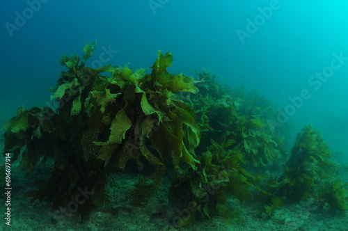 Large fronds of stalked kelp Ecklonia radiata in gloomy water in late evening light. Location: Leigh New Zealand